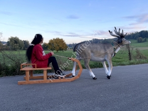 Rentierschlitten 270cm - Rentier mit Schlitten lebensgross mit Grössenvergleich